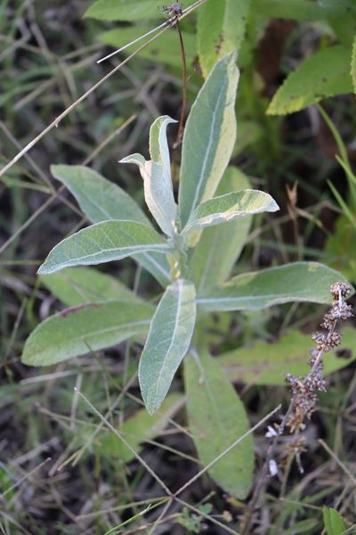 Pterocaulon balansae, photographed by Florencia Grattarola