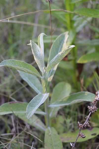 Pterocaulon balansae, photographed by Florencia Grattarola