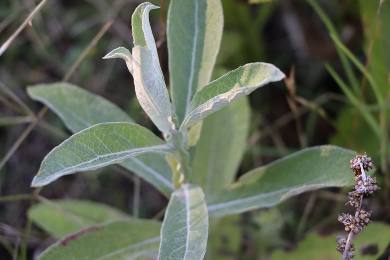 Pterocaulon balansae, photographed by Florencia Grattarola
