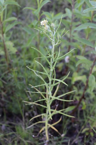 Pseudognaphalium gaudichaudianum, photographed by Florencia Grattarola
