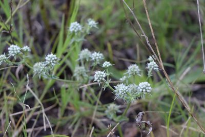 Eryngium nudicaule, photographed by Florencia Grattarola