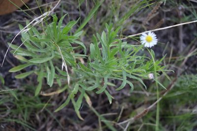 Hysterionica resinosa, photographed by Florencia Grattarola