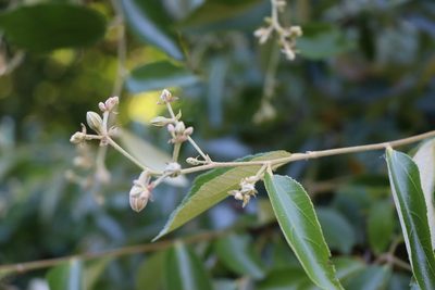 Luehea divaricata, photographed by Florencia Grattarola