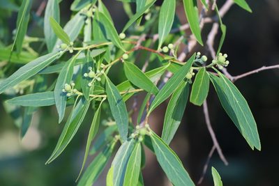 Quillaja lancifolia, photographed by Florencia Grattarola