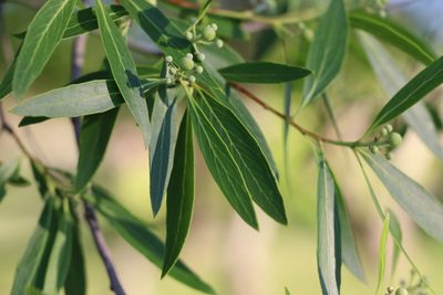 Quillaja lancifolia, photographed by Florencia Grattarola