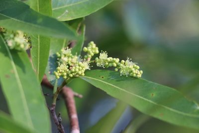 Ruprechtia salicifolia, photographed by Florencia Grattarola