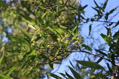 Ruprechtia salicifolia, photographed by Florencia Grattarola