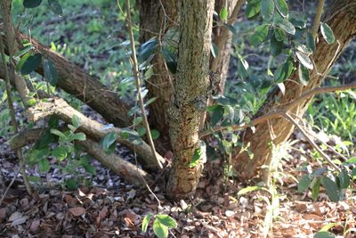 Feijoa sellowiana, photographed by Florencia Grattarola