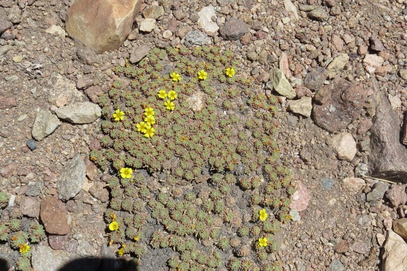 Oxalis erythrorhiza, photographed by Agustín Zarco