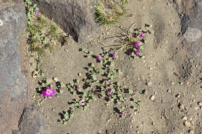 Tarasa humilis, photographed by Agustín Zarco