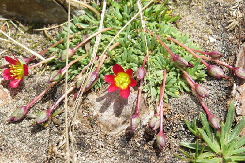 Calandrinia caespitosa, photographed by Agustín Zarco