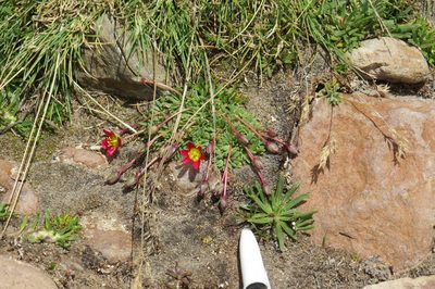 Calandrinia caespitosa, photographed by Agustín Zarco