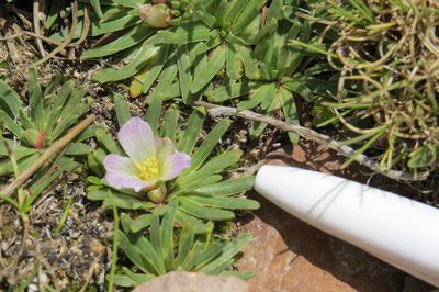 Calandrinia compacta, photographed by Agustín Zarco