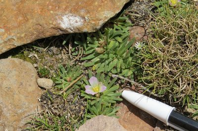 Calandrinia compacta, photographed by Agustín Zarco