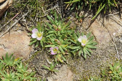 Calandrinia compacta, photographed by Agustín Zarco