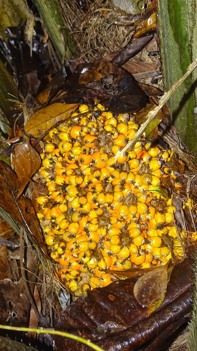 Elaeis oleifera, photographed by Andra Waagmeester