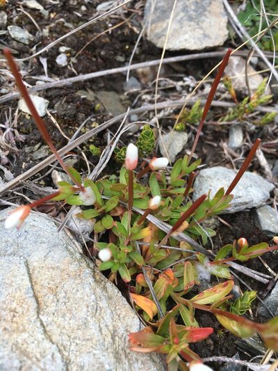 Epilobium elegans, photographed by Rose Zappa
