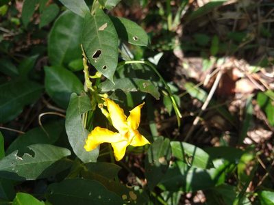 Mandevilla subsagittata, photographed by Leonel Roget
