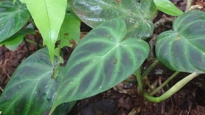 Philodendron verrucosum, photographed by Andra Waagmeester