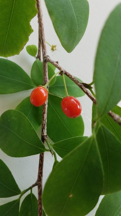 Erythroxylum havanense, photographed by geralg
