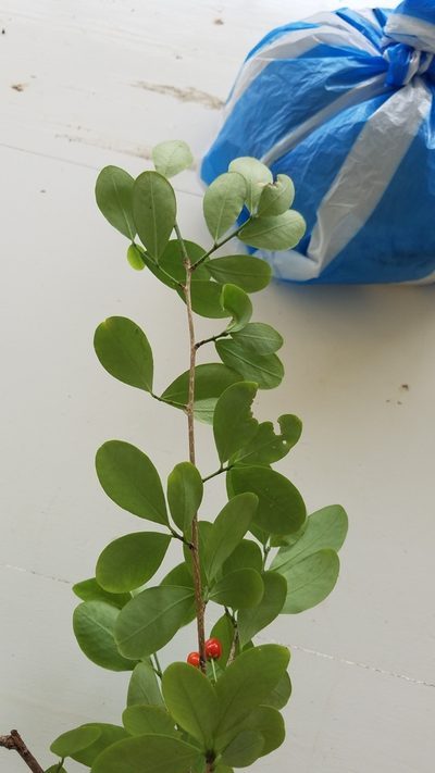 Erythroxylum havanense, photographed by geralg