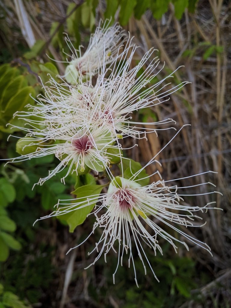 Morisonia hastata, photographed by Macelo Costa