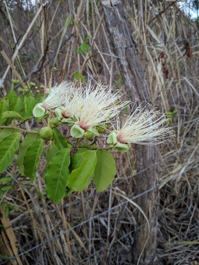 Morisonia hastata, photographed by Macelo Costa