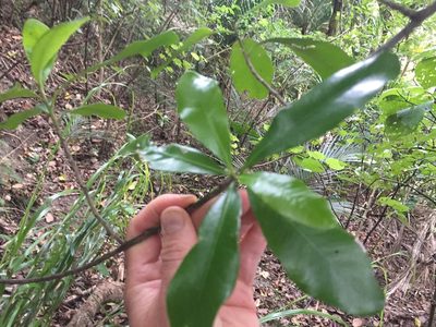 Planchonella costata, photographed by nick_goldwater
