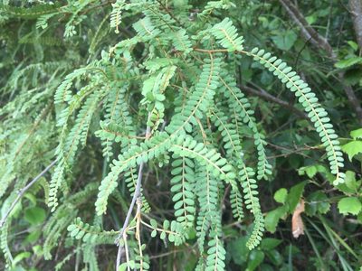 Sophora chathamica, photographed by nick_goldwater