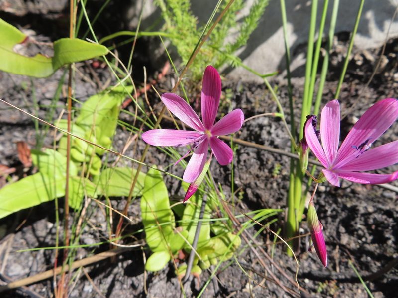 Geissorhiza burchellii, photographed by linkie