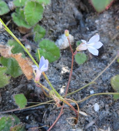 Lobelia dasyphylla, photographed by linkie