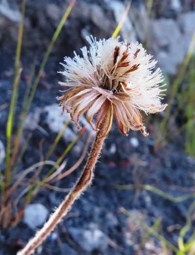 Mairia purpurata, photographed by linkie