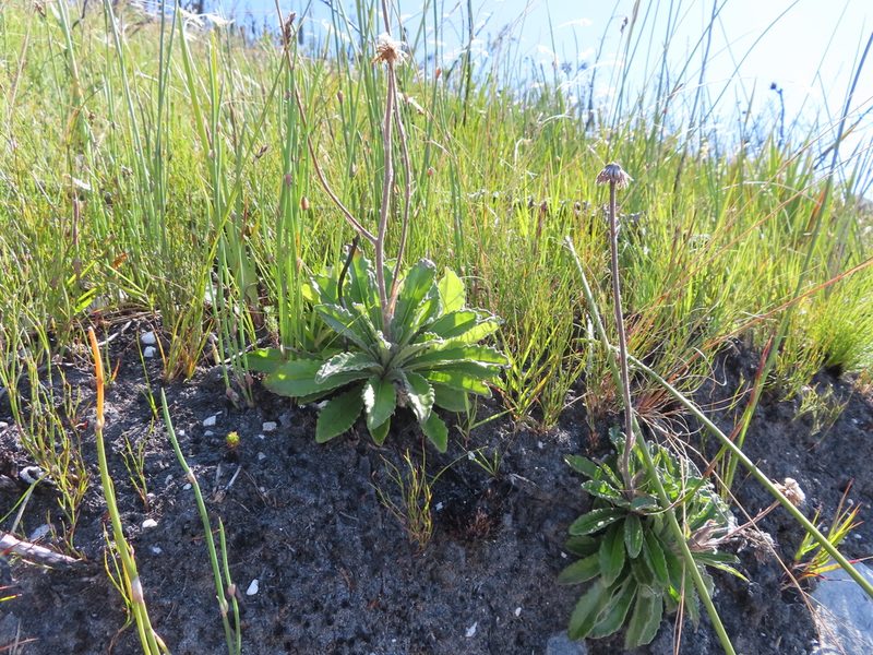 Mairia purpurata, photographed by linkie