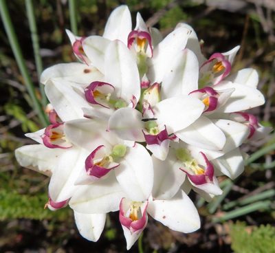 Disa bivalvata, photographed by linkie