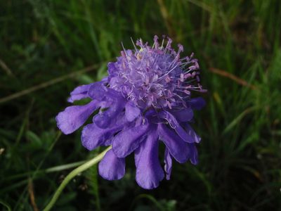 Scabiosa comosa, photographed by Yves Bas