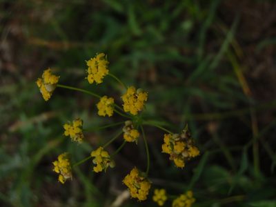 Bupleurum bicaule, photographed by Yves Bas