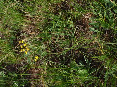 Bupleurum bicaule, photographed by Yves Bas