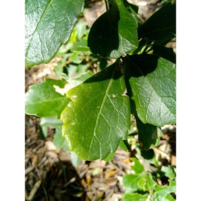 Melicytus novae-zelandiae, photographed by Courtney Tregurtha-Nairn
