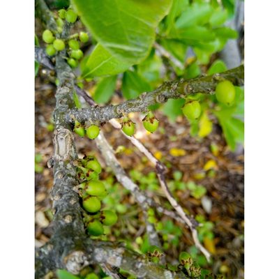 Melicytus novae-zelandiae, photographed by Courtney Tregurtha-Nairn