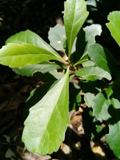Melicytus novae-zelandiae, photographed by Courtney Tregurtha-Nairn