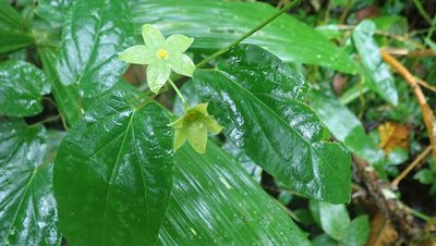 Chloropetalum denticulatum, photographed by anbalemans