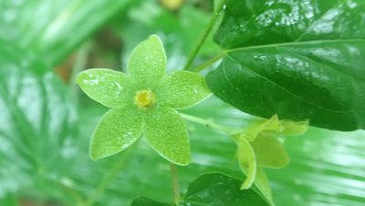 Chloropetalum denticulatum, photographed by anbalemans