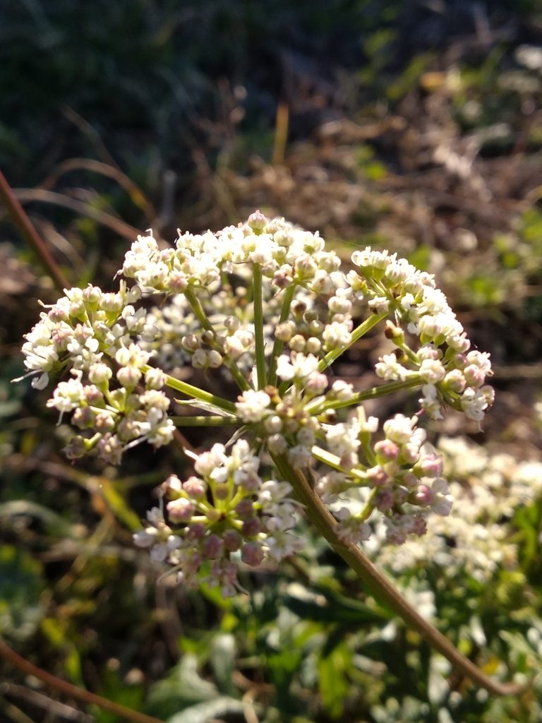 Peucedanum venetum, photographed by Irene Saltini