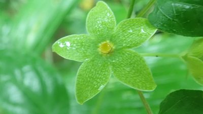 Chloropetalum denticulatum, photographed by anbalemans