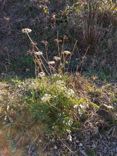 Peucedanum venetum, photographed by Irene Saltini