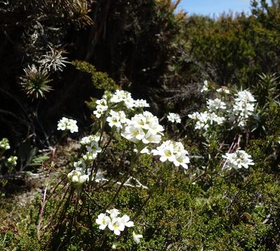 Euphrasia collina, photographed by Cowirrie