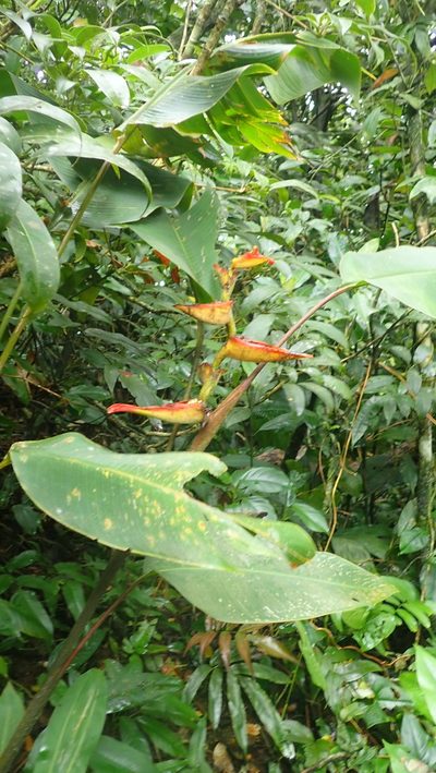 Heliconia irrasa, photographed by anbalemans