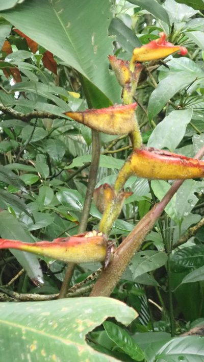 Heliconia irrasa, photographed by anbalemans