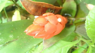Guzmania desautelsii, photographed by anbalemans