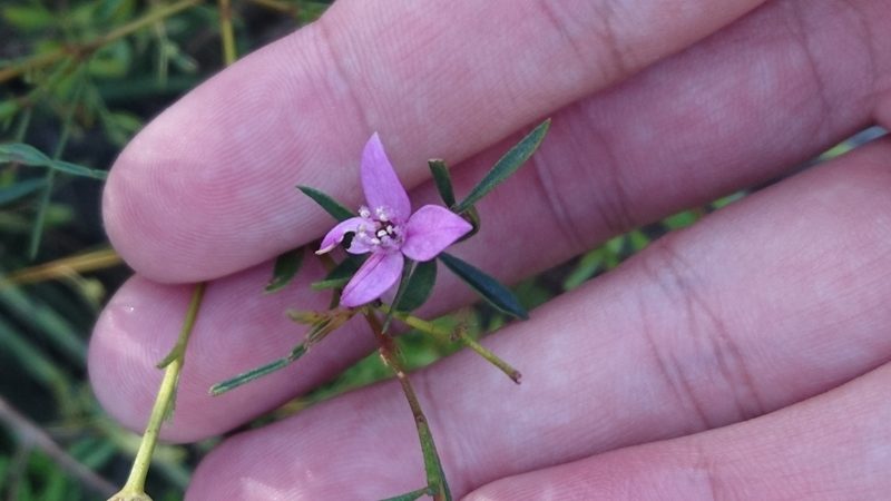 Boronia rivularis, photographed by Tim